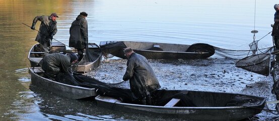 Rybáři během výlovu rybníka