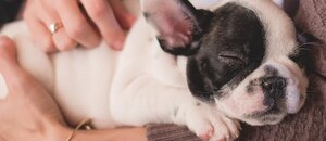 Jak vybrat jméno pro psa a fenku: psí kalendář a další tipy Jak vybrat jméno pro psa a fenku: psí kalendář a další tipy