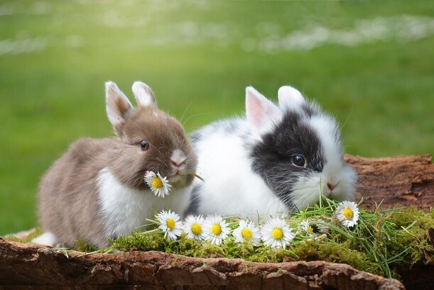 Velikonoční králíčci